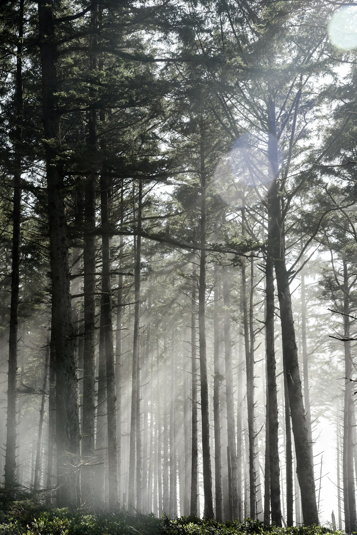 Sunbeams through an Oregon coastal forest