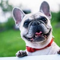 french-bulldog-summer-smile-joy-160846